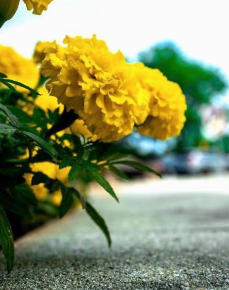 Bouquet sur un mur en pierre