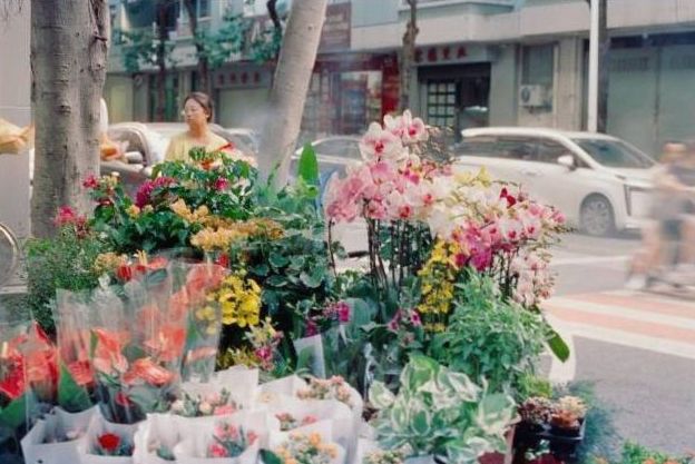 Tulipes en vase